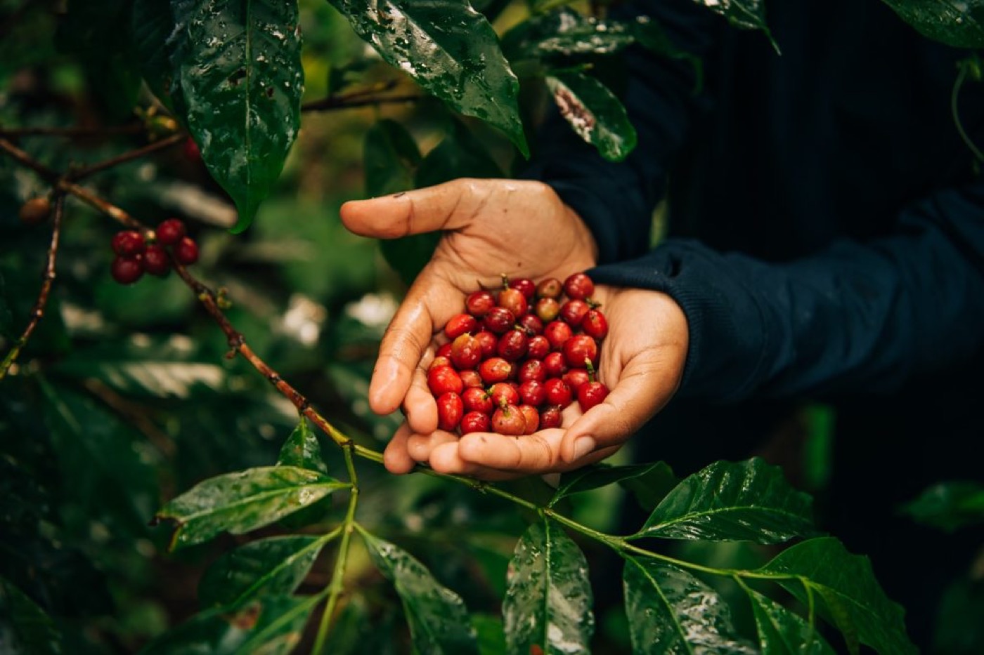 Hands holding fresh coffee cherries among green leaves