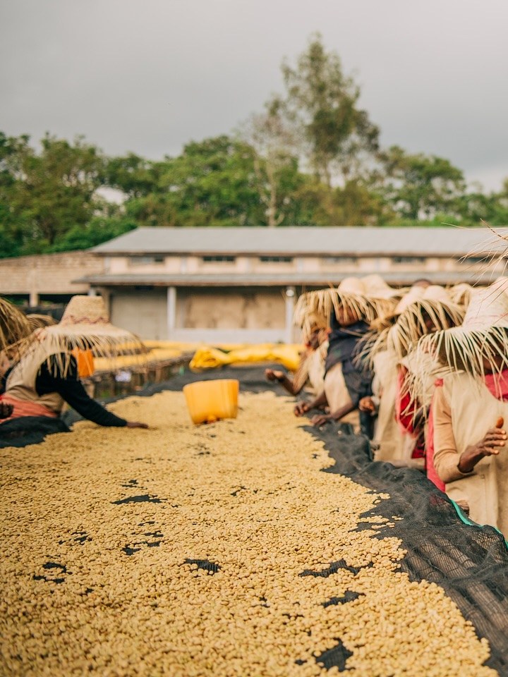Coffee drying on raised beds at origin